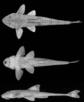 Bild 3: Rineloricaria capitonia sp. nov. holótipo MCP 19687, , 143,7mm CP, rio Alegre, estrada Condor/Colônia Cash, Condor (28º11