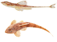 Pic. 16: Rineloricaria harenae Rineloricaria harenae