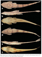 рис. 3: Rineloricaria langei. a-c: holotype male, MCP 23459, 89.2 mm SL, rio Iraí, Quatro Barras, Paraná, Brazil