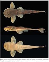 foto 3: Rineloricaria osvaldoi - Holotype, MZUSP 89022, male, rio Vermelho, rio Araguaia basin, Brazil