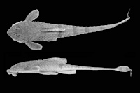  Rineloricaria sanga sp. nov. holótipo MCP 19686, , 99,5mm CP, Sanga das Águas Frias, cerca de 100 m do rio Uruguai, Iraí (27º12