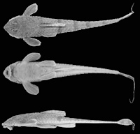 рис. 3:  Rineloricaria sanga sp. nov. holótipo MCP 19686, , 99,5mm CP, Sanga das Águas Frias, cerca de 100 m do rio Uruguai, Iraí (27º12