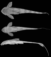 рис. 3: Rineloricaria setepovos sp. nov. holótipo MCP 19680, , 106mm CP, rio Piratini na Fazenda Hinz, distrito de Coimbra, Santo Ângelo (28º42