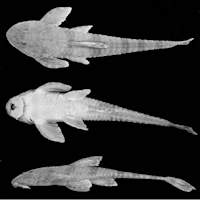 Bild 3: Rineloricaria zaina sp. nov. holótipo MCP 19683, , 118,4 mm CP, rio Buricá, no eixo da barragem da CERTHIL, Independência (27º51