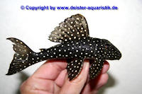 Bild 3: Scobinancistrus sp. "L 362"