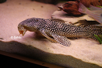 foto 5: Scobinancistrus sp.