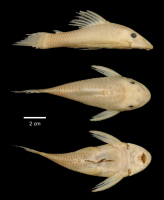 рис. 3: Peckoltichthys bachi