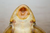 Bild 3: Peckoltichthys ucayalensis