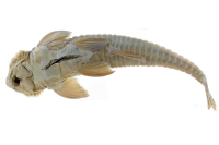Bild 4: Spatuloricaria atratoensis, holotype, ventral