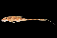 Loricaria gymnogaster lagoichthys = Spatuloricaria lagoichthys, paratype, lateral