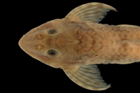 Pic. 3: Loricaria gymnogaster lagoichthys = Spatuloricaria lagoichthys, paratype, dorsal