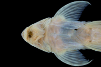 foto 4: Loricaria gymnogaster lagoichthys = Spatuloricaria lagoichthys, paratype, ventral
