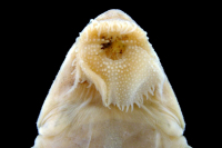 Pic. 158: Spatuloricaria lagoichthys