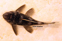 Pic. 9: Spectracanthicus murinus