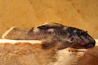 рис. 4: Spectracanthicus murinus