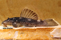 Pic. 6: Spectracanthicus murinus