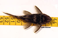 Bild 7: Spectracanthicus murinus