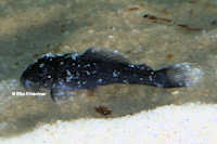 Pic. 10: Spectracanthicus murinus