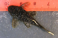 Pic. 17: Spectracanthicus murinus