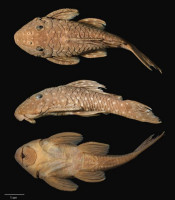 foto 3: Spectracanthicus tocantinensis, holotype, MZUSP 110989, 56.4 mm SL, rio Tocantins, Pará State