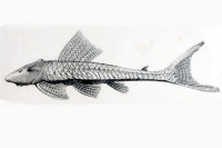 Aphanotorulus horridus (L 290)