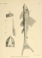 Bild 3: Squaliforma horrida = Aphanotorulus horridus, type