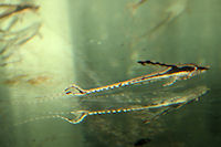 Bild 5: Sturisoma aureum/Sturisomatichthys aureus