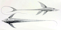 рис. 7: Sturisoma aureum/Sturisomatichthys aureus