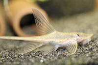 Bild 8: Sturisoma aureum/Sturisomatichthys aureus