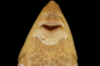 Bild 5: Loricaria brevirostris = Sturisoma brevirostre, mouth