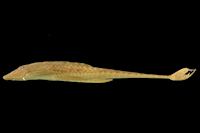 Pic. 6: Oxyloricaria citurensis = Sturisomatichthys citurensis
, Holotype, lateral