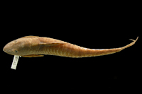 Pic. 7: Oxyloricaria citurensis = Sturisomatichthys citurensis
, Holotype, dorsal
