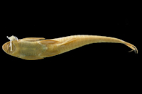 Bild 8: Oxyloricaria citurensis = Sturisomatichthys citurensis
, Holotype, ventral