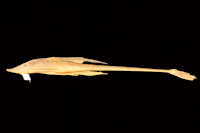 Oxyloricaria dariensis = Sturisomatichthys dariense, Holotype, lateral