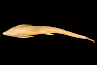 Bild 3: Oxyloricaria dariensis = Sturisomatichthys dariense, Holotype, dorsal