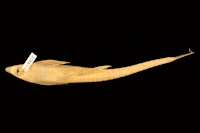 рис. 4: Oxyloricaria dariensis = Sturisomatichthys dariense, Holotype, ventral