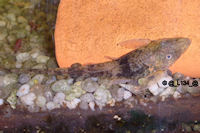 foto 3: Sturisomatichthys sp. "Kolumbien II"