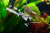 foto 5: Sturisomatichthys tamanae