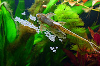 foto 6: Sturisomatichthys tamanae