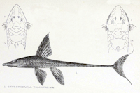 Pic. 12: Sturisomatichthys tamanae