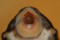 Bild 13: Zonancistrus brachyurus/Dekeyseria picta (L 168)