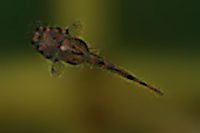 Bild 15: Zonancistrus brachyurus/Dekeyseria picta (L 168)