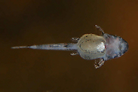 Bild 16: Zonancistrus brachyurus/Dekeyseria picta (L 168)