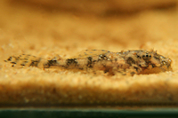 Bild 22: Zonancistrus brachyurus/Dekeyseria picta (L 168)
