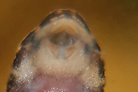 Bild 23: Zonancistrus brachyurus/Dekeyseria picta (L 168)