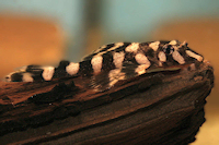 Bild 24: Zonancistrus brachyurus/Dekeyseria picta (L 168)