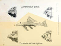 рис. 3: Zonancistrus pictus/Dekeyseria picta