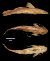 рис. 3: Bagropsis reinhardti, syntype, Rio das Velhas