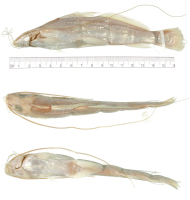 Bild 3: Pimelodus leptus = Cheirocerus goeldii