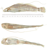 рис. 3: Pimelodus leptus = Cheirocerus goeldii